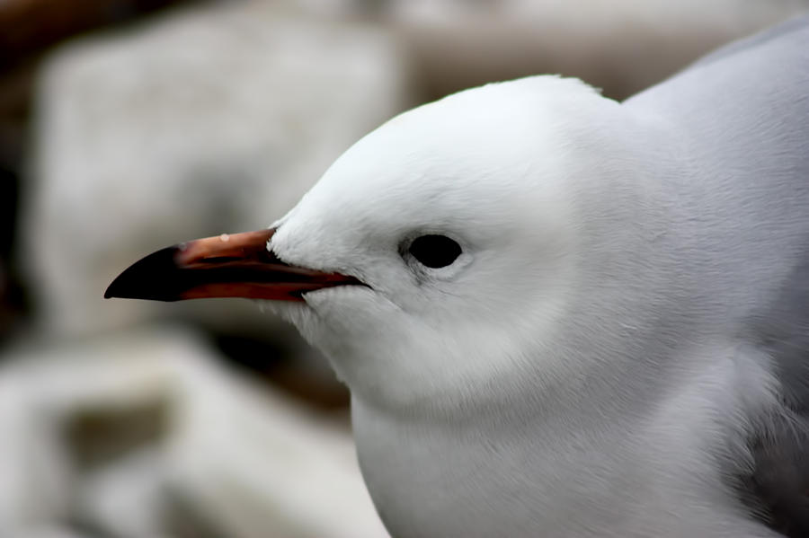 Black Billed Gull Photograph by Amanda Stadther
