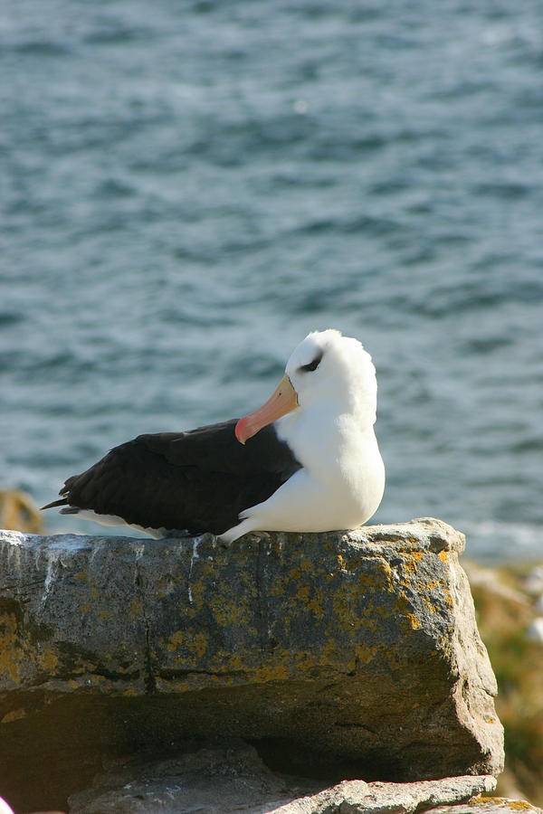 Black Browed Albatross  #1 Photograph by Amanda Stadther