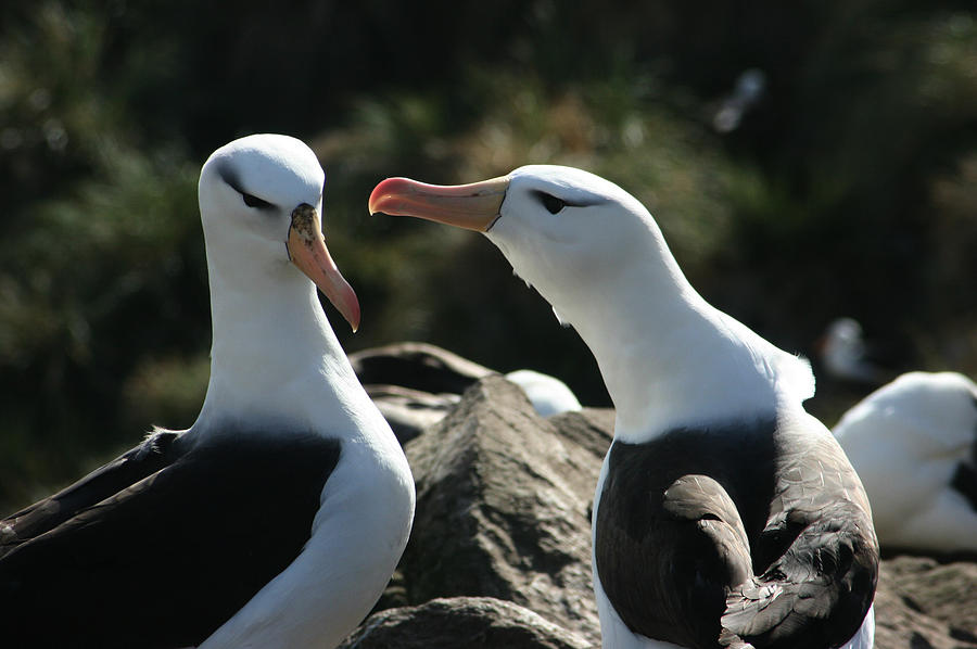 Black Browed Albatross Pair #1 Photograph by Amanda Stadther