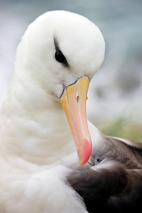 Black-browed Albatross #1 Photograph by Steve Allen/science Photo Library