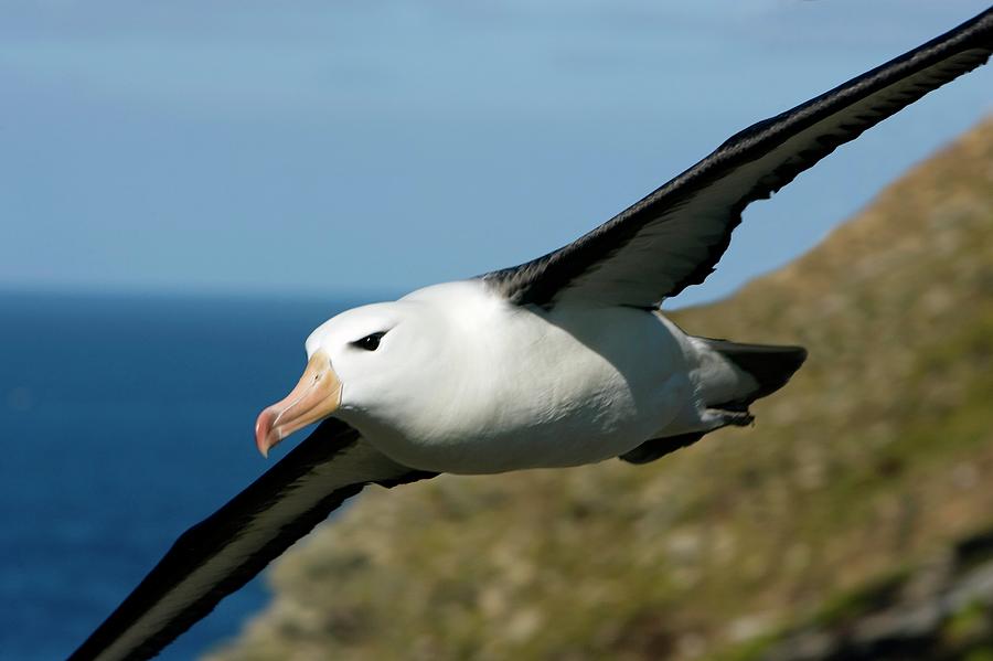Black-browed Albatross #1 Photograph by William Ervin/science Photo Library