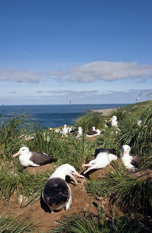 Bird Photograph - Black-browed Albatrosses With Their Young #1 by William Ervin/science Photo Library