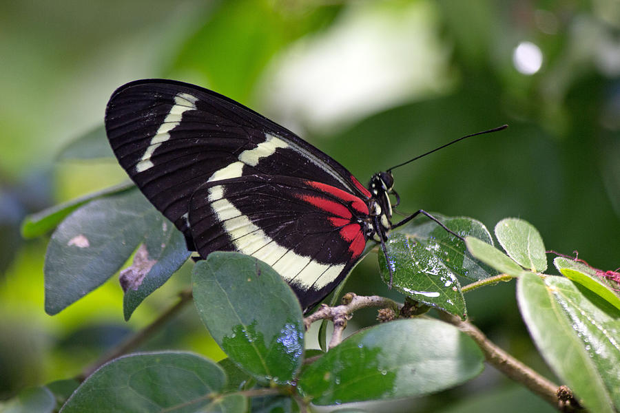 Black butterfly #1 Photograph by Susan Jensen