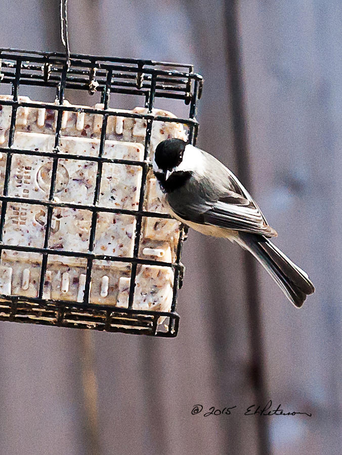 Black-capped Chickadee  #1 Photograph by Ed Peterson