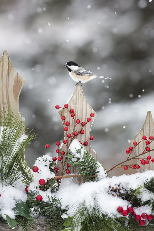 Black-capped Chickadee #1 Photograph by Linda Arndt