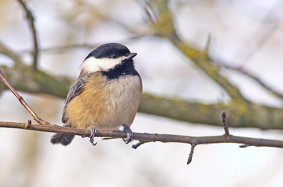 Black Capped Chickadee #2 Photograph by Sharon Talson