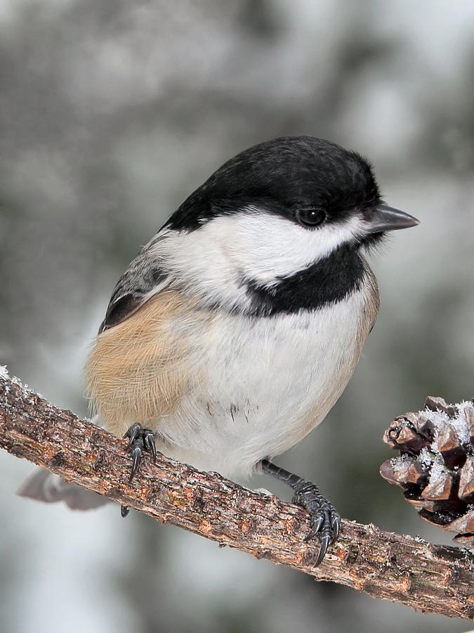 Black Capped Chickadee #1 Photograph by Theo