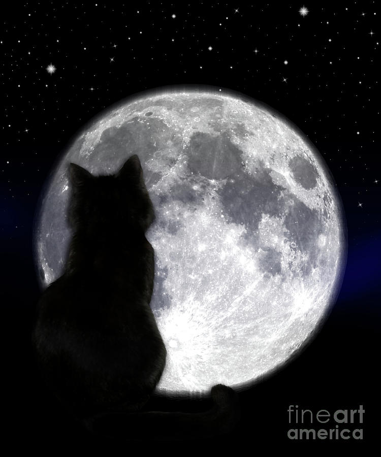Black Cat And Full Moon #1 Photograph by Nina Ficur Feenan