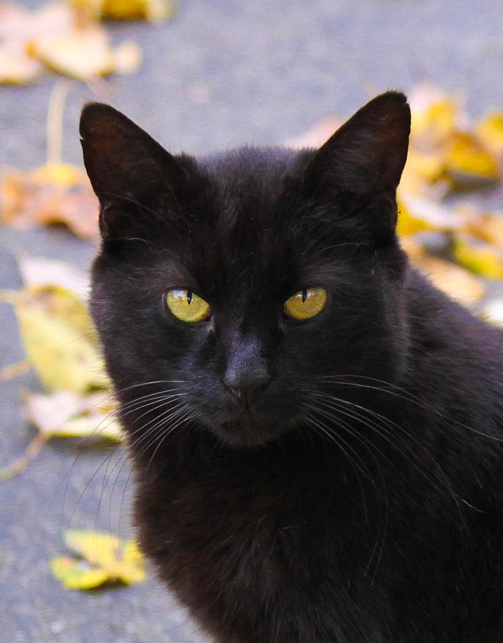 Black Cat Photograph by Brad Fuller - Fine Art America