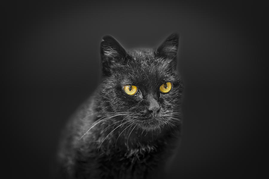 Black Cat #1 Photograph by Peter Lakomy