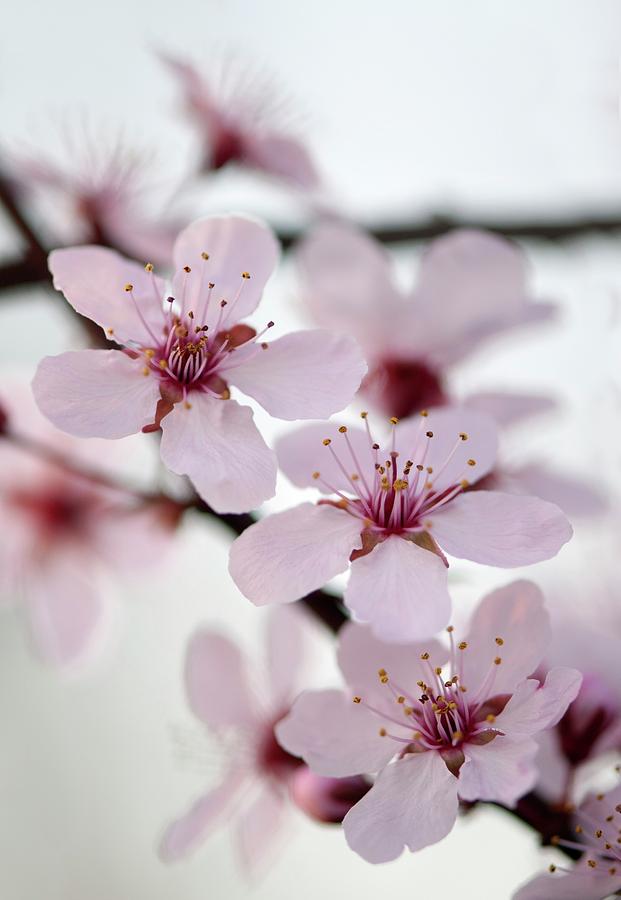 Flower Photograph - Black Cherry Plum (prunus Cerasifera) #1 by Maria Mosolova