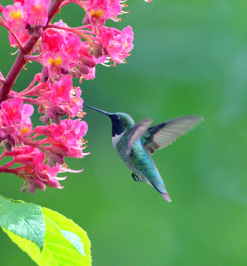 Black chinned Hummingbird #1 Digital Art by Aron Chervin