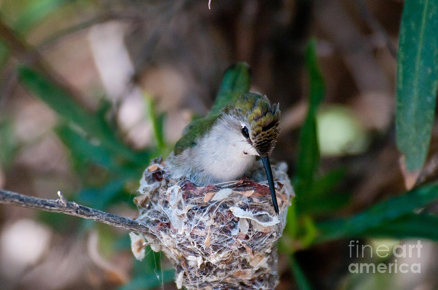 Black-chinned Hummingbird At Nest #1 Photograph by Mark Newman
