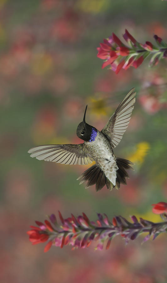 Black-Chinned Hummingbird #1 Photograph by Gregory Scott