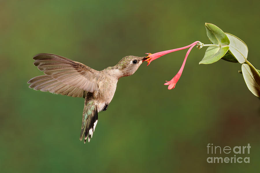 Hummingbird Photograph - Black-chinned Hummingbird #2 by Scott Linstead