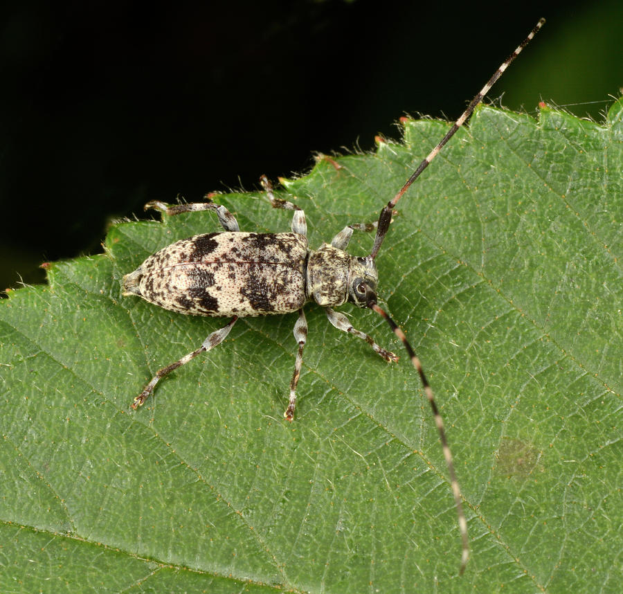 Black-clouded Longhorn Beetle Photograph by Nigel Downer - Pixels