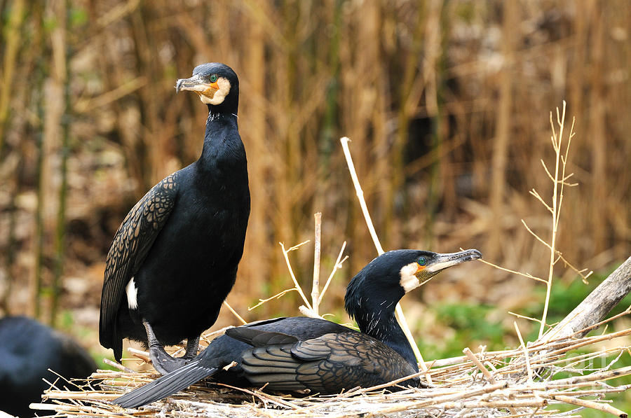 Black Cormorant Pair #1 Photograph by Reiner Bernhardt