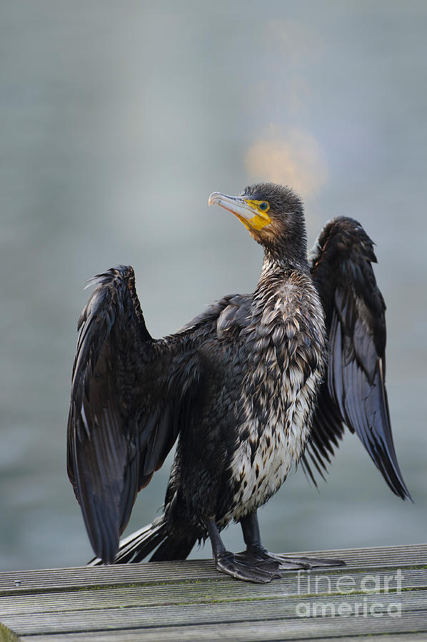 Black Cormorant #1 Photograph by Willi Rolfes