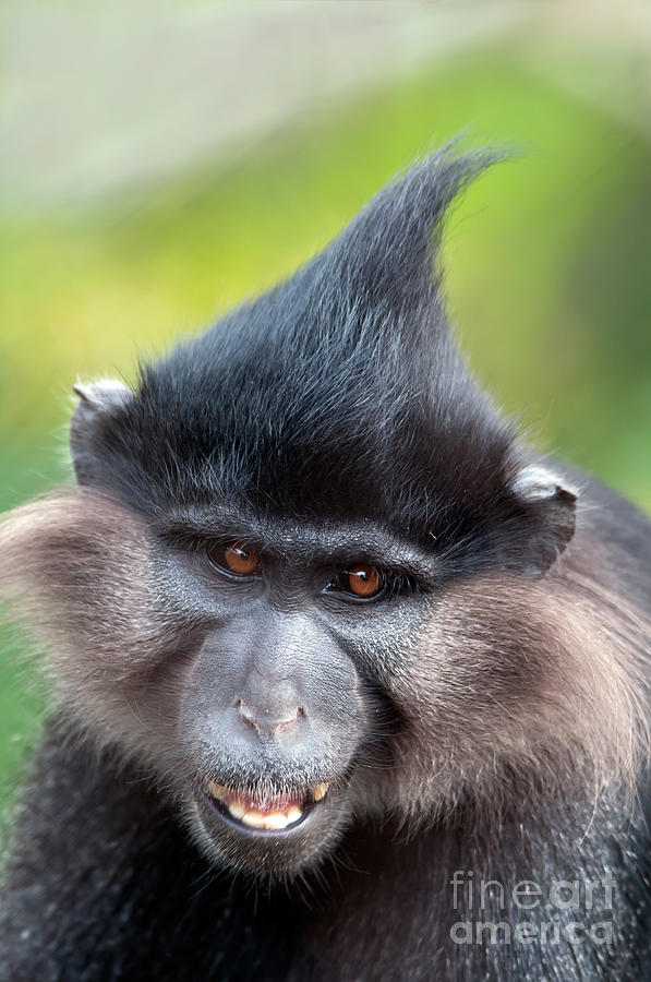 Black Crested Mangabey #2 Photograph by Mark Newman