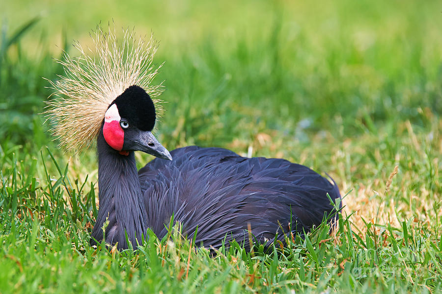 Black Crowned Crane #1 Photograph by Nick  Biemans