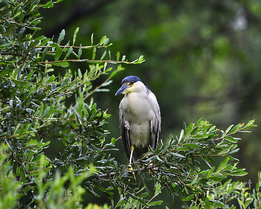 Black-crowned Night-Heron #1 Photograph by Al Powell Photography USA