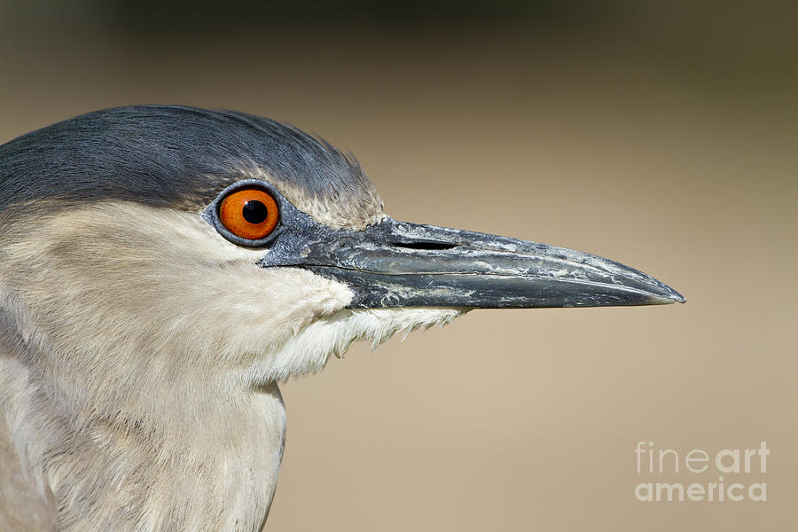 Heron Photograph - Black crowned night heron #1 by Bryan Keil