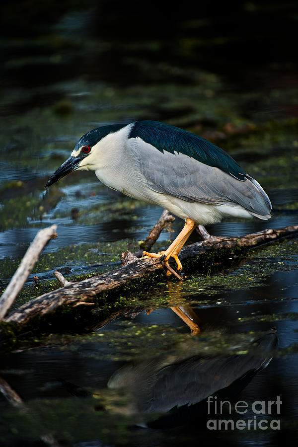 Black Crowned Night Heron by Michael Cummings Black Crowned Night Heron by Michael Cummings