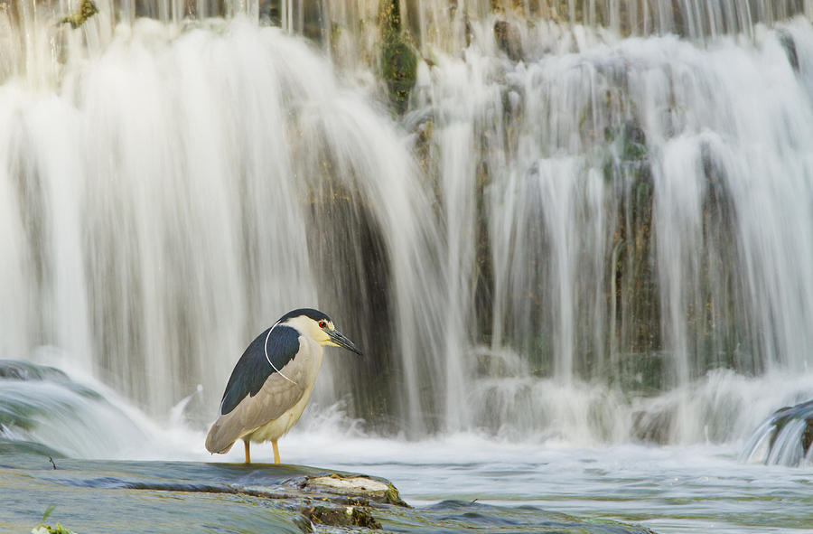 Black-crowned Night Heron #1 Photograph by Mircea Costina Photography