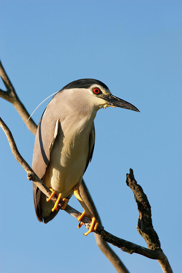 Heron Photograph - Black-crowned Night Heron (nycticorax #1 by Martin Zwick