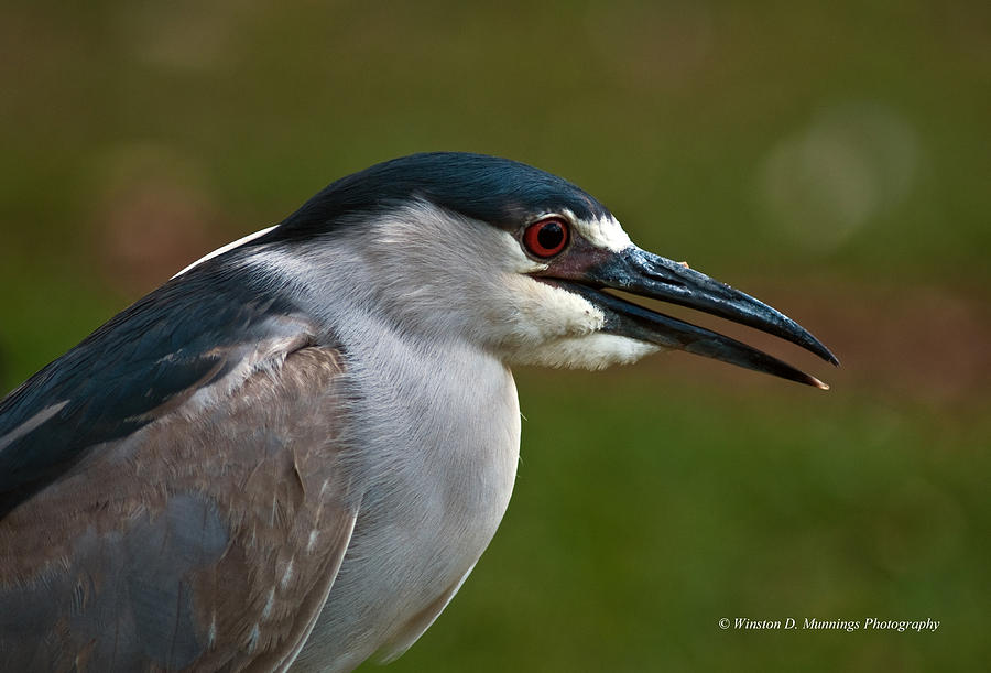 Black-crowned Night Heron #1 Photograph by Winston D Munnings