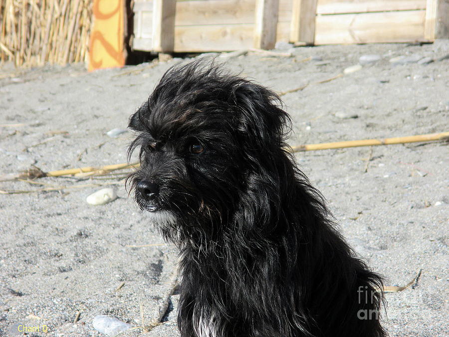 Black dog in Salobrena #2 Photograph by Chani Demuijlder
