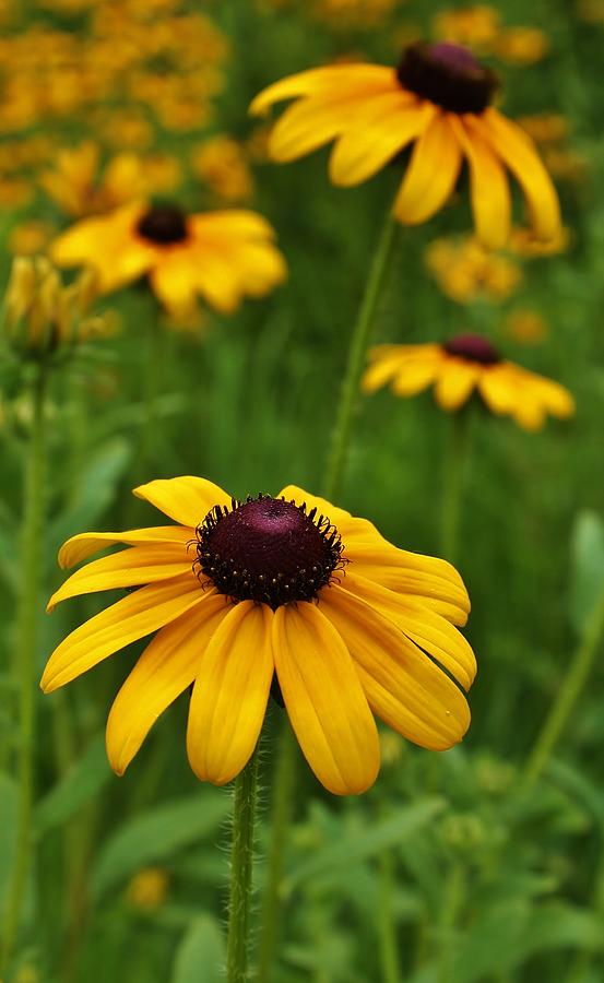 Black-eyed Susan #1 Photograph by Bruce Bley