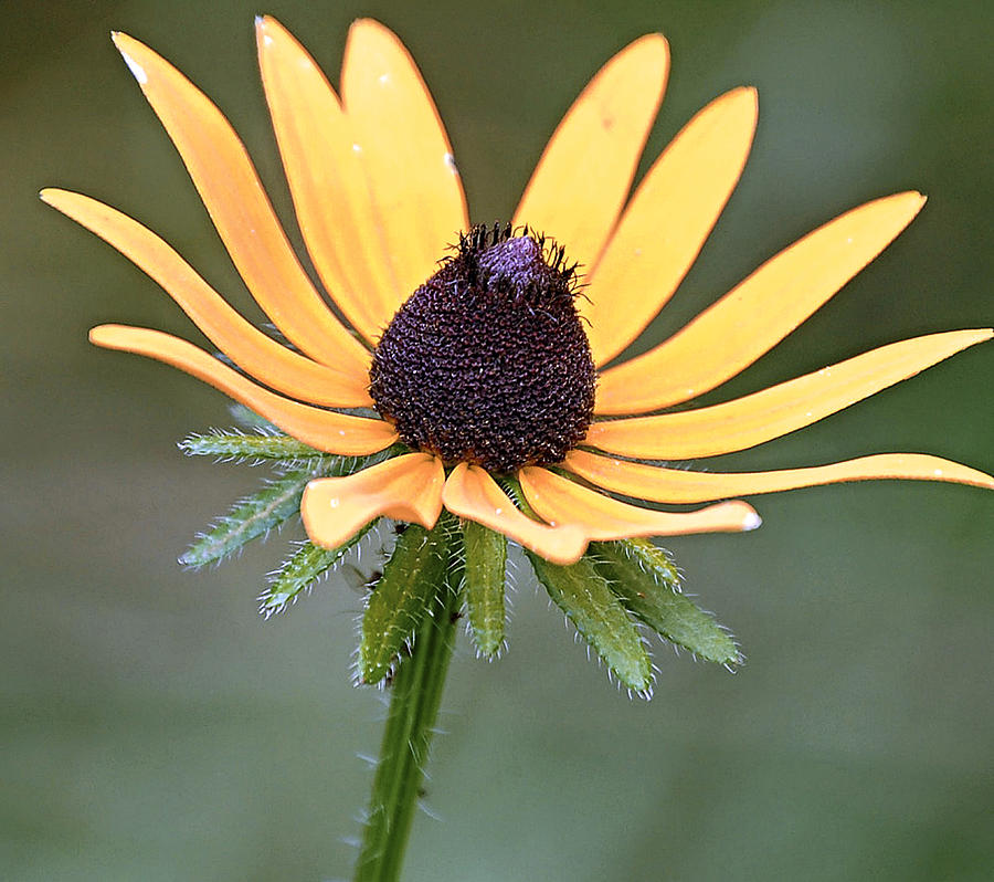 Nature Photograph - black eyed Susan #1 by Scott Staley