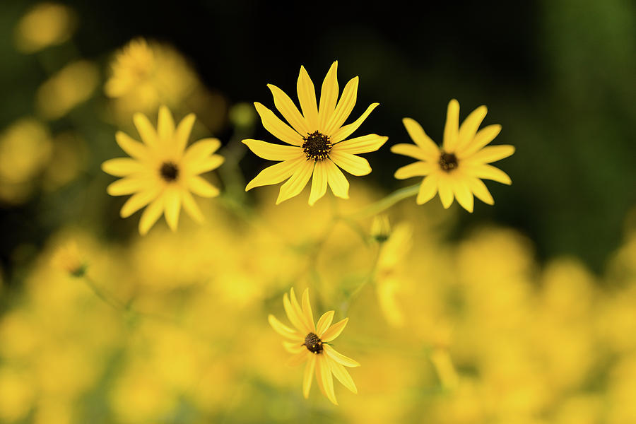 Black-eyed Susans In Bloom, Atlanta #1 Photograph by Panoramic Images