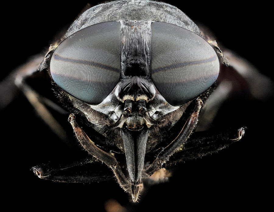 Black Horse Fly #1 Photograph by Us Geological Survey