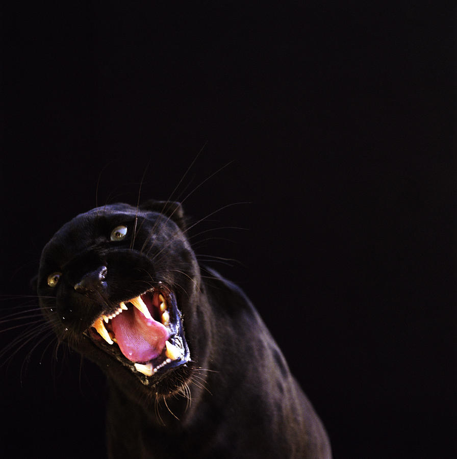 Black Jaguar (Panthera onca) #1 Photograph by Ryan McVay