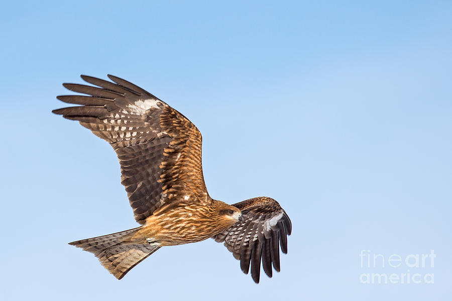 Black Kite in Flight #1 Photograph by Natural Focal Point Photography