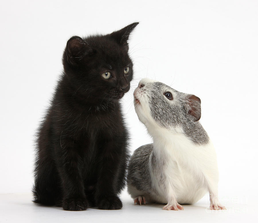 Nature Photograph - Black Kitten And Guinea Pig #1 by Mark Taylor