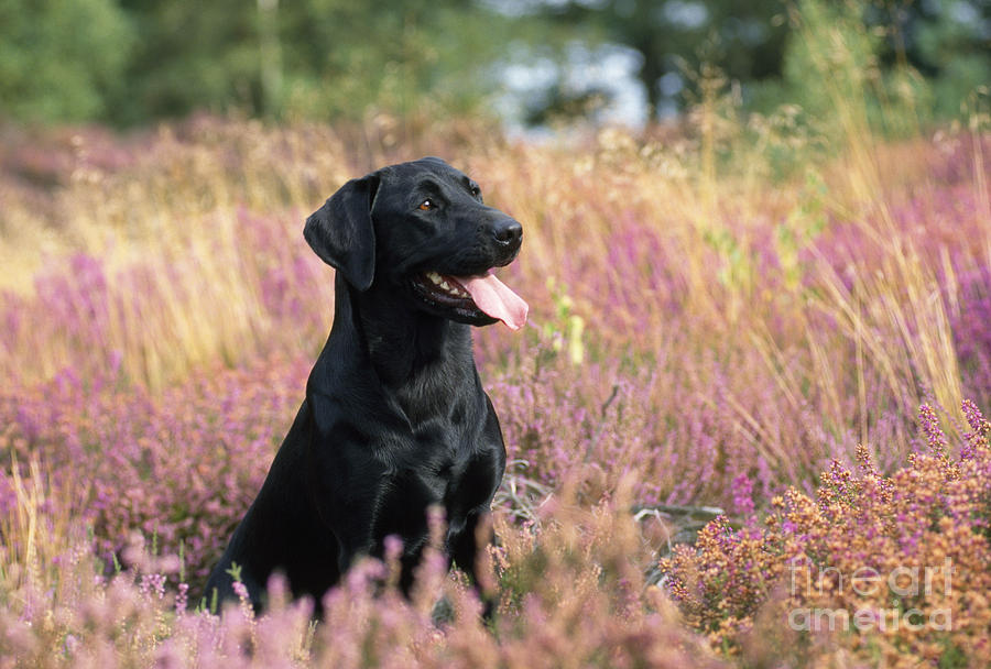 Black Labrador Dog #1 Photograph by John Daniels