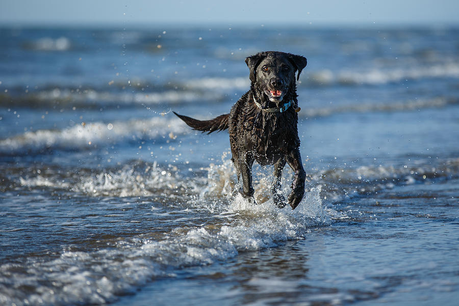 Black labrador on the beach Photograph by Izzy Standbridge - Pixels