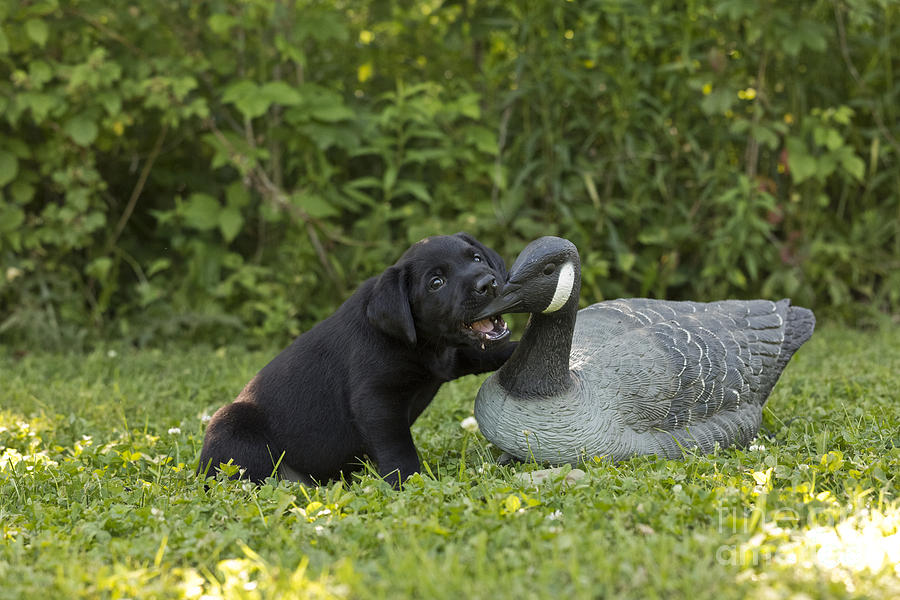Black Labrador Retriever And Goose Decoy #1 Photograph by Linda Freshwaters Arndt