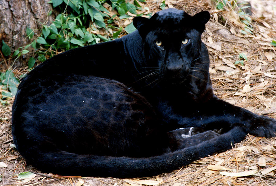 Black Leopard. 
