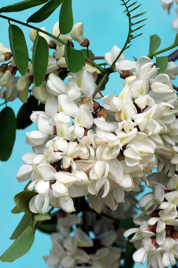Nature Photograph - Black Locust (robinia Pseudoacacia) #1 by Brian Gadsby/science Photo Library