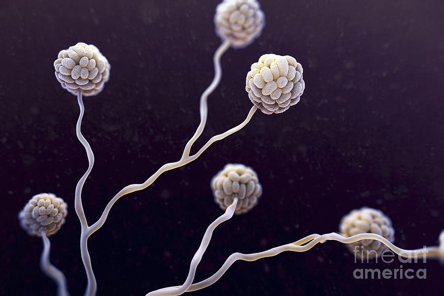 Black Mold Spores Photograph By Science Picture Co Fine Art America