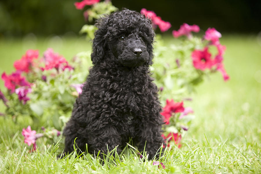 Dog Photograph - Black Poodle #1 by Jean-Michel Labat