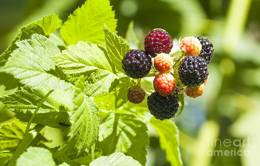 Black Raspberries 2 Photograph by Steven Ralser