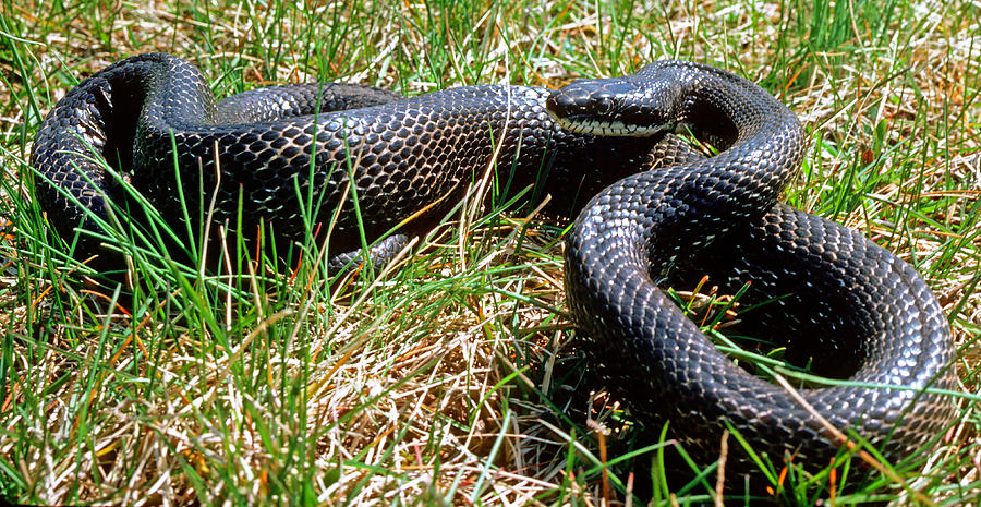 Black Rat Snake #1 Photograph by Millard H. Sharp