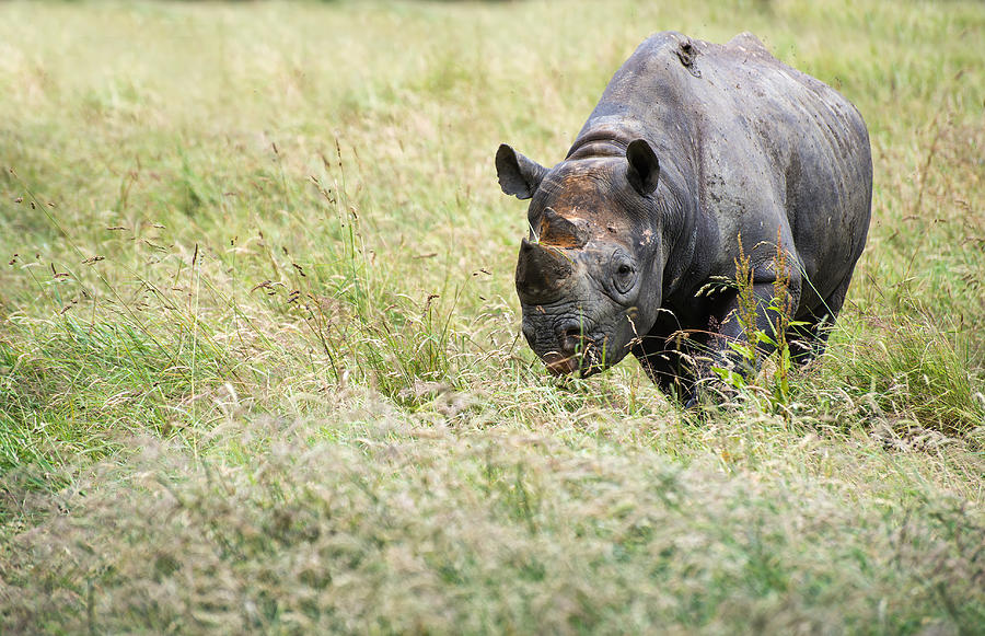 Wildlife Photograph - Black rhinoceros diceros bicornis michaeli in captivity #1 by Matthew Gibson