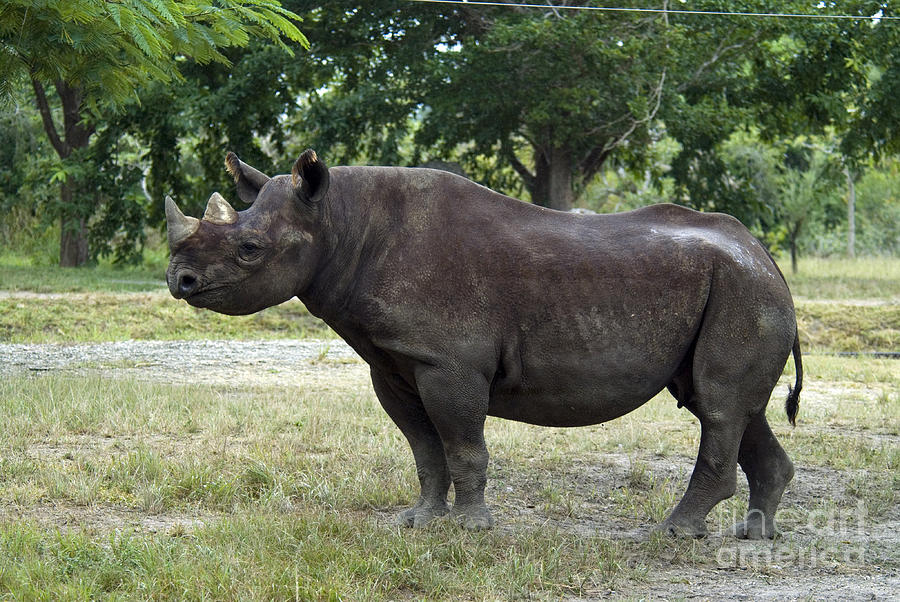 Wildlife Photograph - Black Rhinoceros #1 by Mark Newman