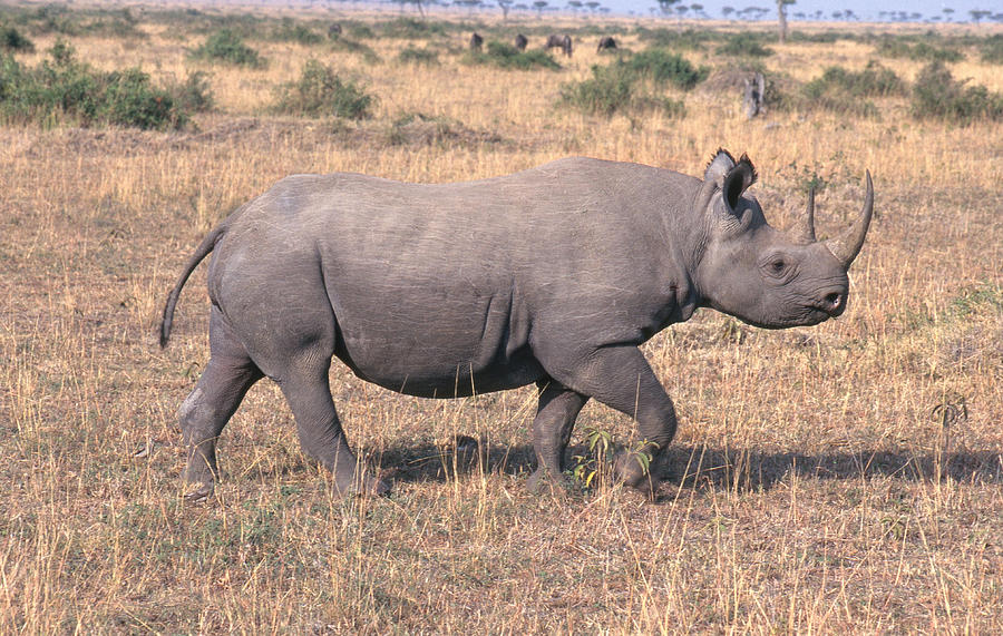 Black Rhinoceros #1 Photograph by Mary Beth Angelo